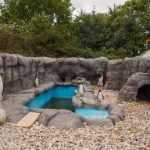 動物園6隻企鵝全都不會動 真相讓遊客超崩潰