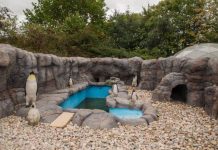 動物園6隻企鵝全都不會動 真相讓遊客超崩潰