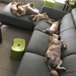 背後遭撞擊!他凶狠回頭想算帳卻發現愛犬討抱抱 秒抱起拍背:乖喔