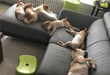 背後遭撞擊!他凶狠回頭想算帳卻發現愛犬討抱抱 秒抱起拍背:乖喔