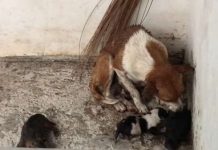 如果說「母愛」是這個世界上最偉大的愛,應該很少人會持反對態度吧!