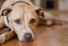 爺爺走失30多小時,忠犬始終陪在身邊…其實4年前,牠還曾救奶奶一命!