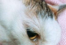 寵物對於你的意義是什麼呢?說不定寵物只佔了你的童年,回憶僅存在過去的幾年