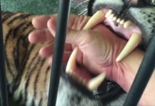 男子的手被動物園老虎咬住不放 他超淡定:跟我鬧著玩的啦