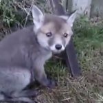 小狐貍卡在空罐「幸好獲得好心人解救」,下一秒它表達感激的「討摸摸」萌得像個小孩一樣啊!