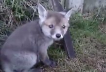 小狐貍卡在空罐「幸好獲得好心人解救」,下一秒它表達感激的「討摸摸」萌得像個小孩一樣啊!