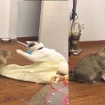 兩隻不認識的貓打架,你猜這是為了什麼