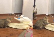 兩隻不認識的貓打架,你猜這是為了什麼