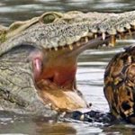 眼看這鱷魚快要把烏龜吞了,結果下一秒鱷魚好尷尬「這到底甚麼食物?」