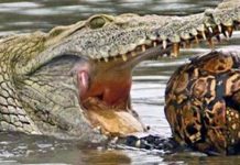 眼看這鱷魚快要把烏龜吞了,結果下一秒鱷魚好尷尬「這到底甚麼食物?」