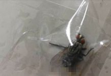 他PO文炫耀用膠帶「封印超大蒼蠅」,到了隔天卻後悔到想吐…