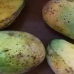 女兒傳了「四顆芒果」的照片給爸爸,當爸的立馬察覺女鵝有危險!