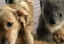 小金毛出門一趟帶回「國寶級禮物」!主人笑翻:你從哪撿到的啦