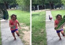 把5歲女兒「被孔雀開屏嚇跑」的照片貼上網,各大PS達人又開修圖派對了!