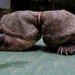 震撼照片讓你看看名為人類的自私 地球壽命真的倒數中 好好反思吧!