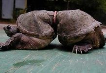 震撼照片讓你看看名為人類的自私 地球壽命真的倒數中 好好反思吧!