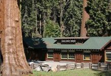 史上最直接報仇!不滿政府移他樹…他用3年於全市種下「127棵超級巨樹」網民:政府GG了