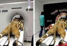 13張「網路上瘋傳,但全是假的」驚世照片 網友:這才是真正的照騙阿