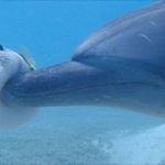 海豚界屁孩「故意把河豚戳飛」,鏡頭捕捉河豚被衝撞的瞬間:萌翻了