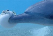 海豚界屁孩「故意把河豚戳飛」,鏡頭捕捉河豚被衝撞的瞬間:萌翻了