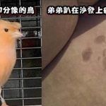 25張「需要多巧合才能拍得到?」的神奇瞬間 烤好麵包卻變成樹懶!?