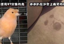 25張「需要多巧合才能拍得到?」的神奇瞬間 烤好麵包卻變成樹懶!?