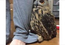 陌生人到訪「貓頭鷹立馬躲在主人身後」腳腳動作萌炸網友:太古錐了!