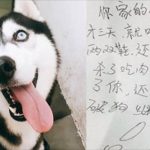 家中哈士奇被拐走3天後被送回,主人看到脖子上的小紙條笑哭了XD