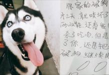 家中哈士奇被拐走3天後被送回,主人看到脖子上的小紙條笑哭了XD