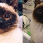 她家喵咪的臉一天比一天黑,慌忙帶去看獸醫才知悉「要開空調啊!」