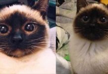 她家喵咪的臉一天比一天黑,慌忙帶去看獸醫才知悉「要開空調啊!」