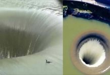 玩命萌鴨掉進「神秘巨大黑洞」徹底神隱…沒多久「若無其事走出來」路人無奈:牠每天都那樣玩…