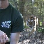 「千萬別背對著老虎」飼養員親身示範,讓大家看到老虎都是「奧斯卡最佳演員」