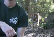 「千萬別背對著老虎」飼養員親身示範,讓大家看到老虎都是「奧斯卡最佳演員」