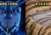 23張「一生未必能親眼看到」的超稀有照片…比錢幣還小的蛇!