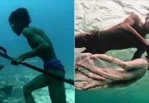 世界上唯一「在海底生活」的種族!能在海底自由奔走、踏足陸地會頭暈