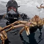 南極海底驚現「百多萬隻帝王蟹」生物學家也震驚,強國網民:我們可以幫你吃光光!