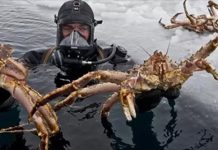 南極海底驚現「百多萬隻帝王蟹」生物學家也震驚,強國網民:我們可以幫你吃光光!
