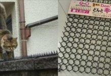 喵星羅密歐霸氣走過「防貓刺墊」最後看到牠的目的網民都鼓掌了:好浪漫啊!