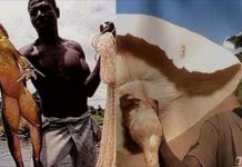 非洲所有「尺寸都大到令人震驚」不只男人,連一隻青蛙都可以跟小孩一樣大!