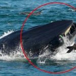 鯨魚張嘴吃到飽,結果不小心把潛水員也吞了!呆三秒始吐出:拍謝吃錯了!