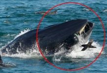 鯨魚張嘴吃到飽,結果不小心把潛水員也吞了!呆三秒始吐出:拍謝吃錯了!