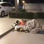 男子以身試法:跟老婆大人吵架的下場就醬!網友笑歪:連二哈也受牽連!?