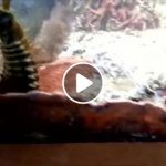 納悶為何水族箱的珊瑚跟魚不斷無故減少,清空水箱才發現驚人內幕!兇手外貌超嚇人!