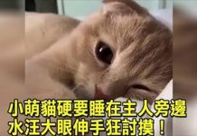 小奶貓硬要擠在奴才旁邊睡 水汪大眼伸萌爪討摸:融化了!