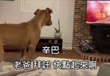 4個月大汪星北鼻看《獅子王》 播到木法沙死去的片段忽然哀號