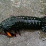 釣魚釣到一尾「超奇芭龍蝦」決定帶回家養,結果隔天就後悔了:早知道把牠吃掉就好了…