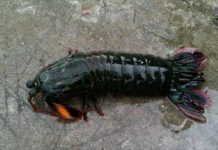 釣魚釣到一尾「超奇芭龍蝦」決定帶回家養,結果隔天就後悔了:早知道把牠吃掉就好了…