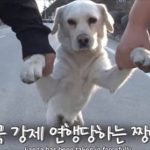 汪星界乾隆爺!發現家裡狗狗「行跡怪異」跟蹤後發現「全村女友都懷龍種」立馬被拖回家隔離