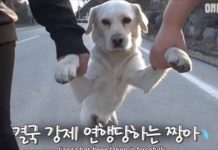 汪星界乾隆爺!發現家裡狗狗「行跡怪異」跟蹤後發現「全村女友都懷龍種」立馬被拖回家隔離